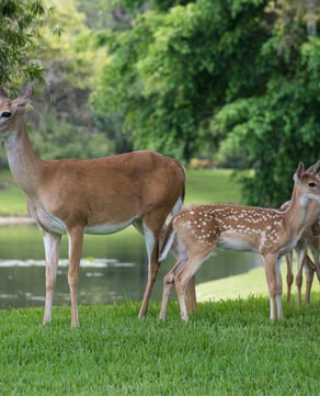 Wildlife & Nature