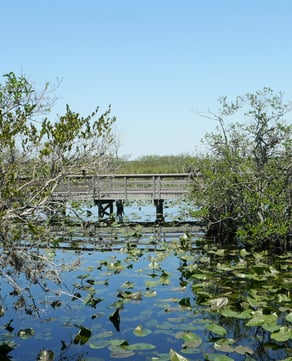 Everglades Adventures