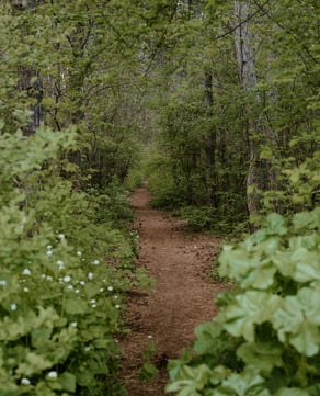 The Disney Wilderness Preserve