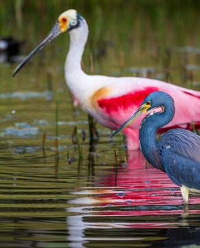 Wildlife & Bird Watching