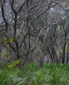 Split Oak Forest Wildlife Area