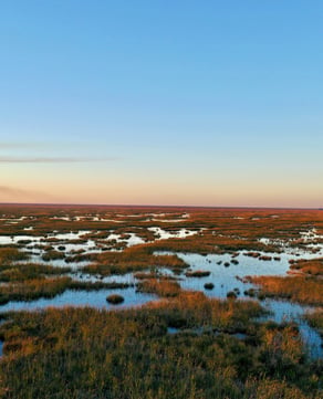 The Everglades