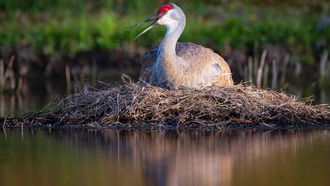 Unwind and Connect with Nature Near Our Kissimmee Villa